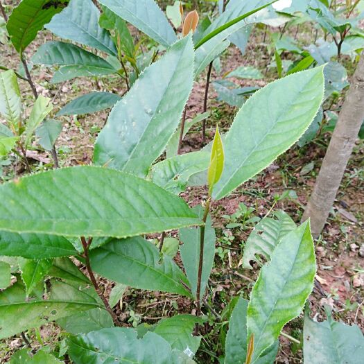 大余县 大茶根、猪人参种苗