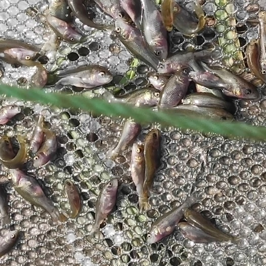全州县大量提供鲤鱼苗，和花鱼苗