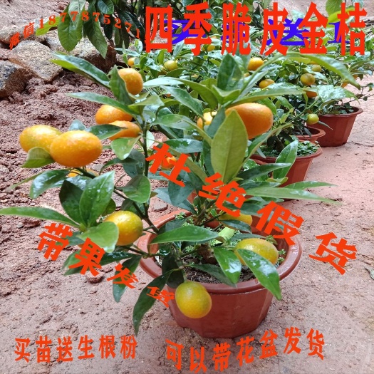 灵山县脆皮金桔苗 四季脆皮金桔甜果营养杯发货包邮