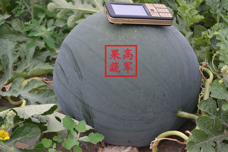 陕西黑皮无籽西瓜品质高口感好卖的好
