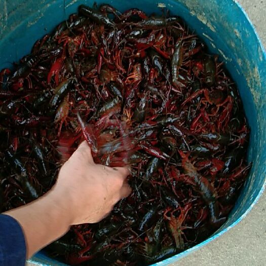 临湘市 大量供应大小龙虾