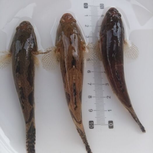  筍殼魚苗  泰國筍殼魚苗  雜交筍殼魚苗  沙塘鱧魚苗