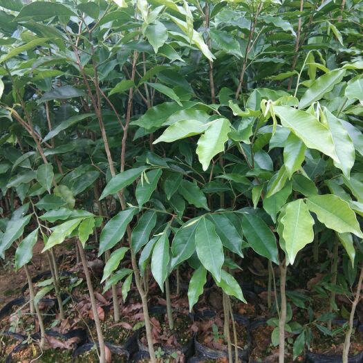 灵山县沉香苗