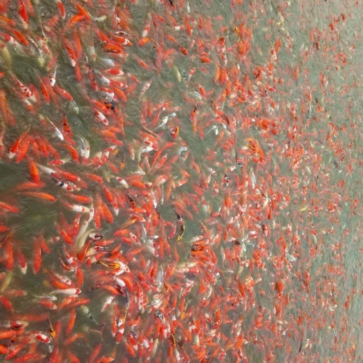 开封 自家养殖锦鲤十余年