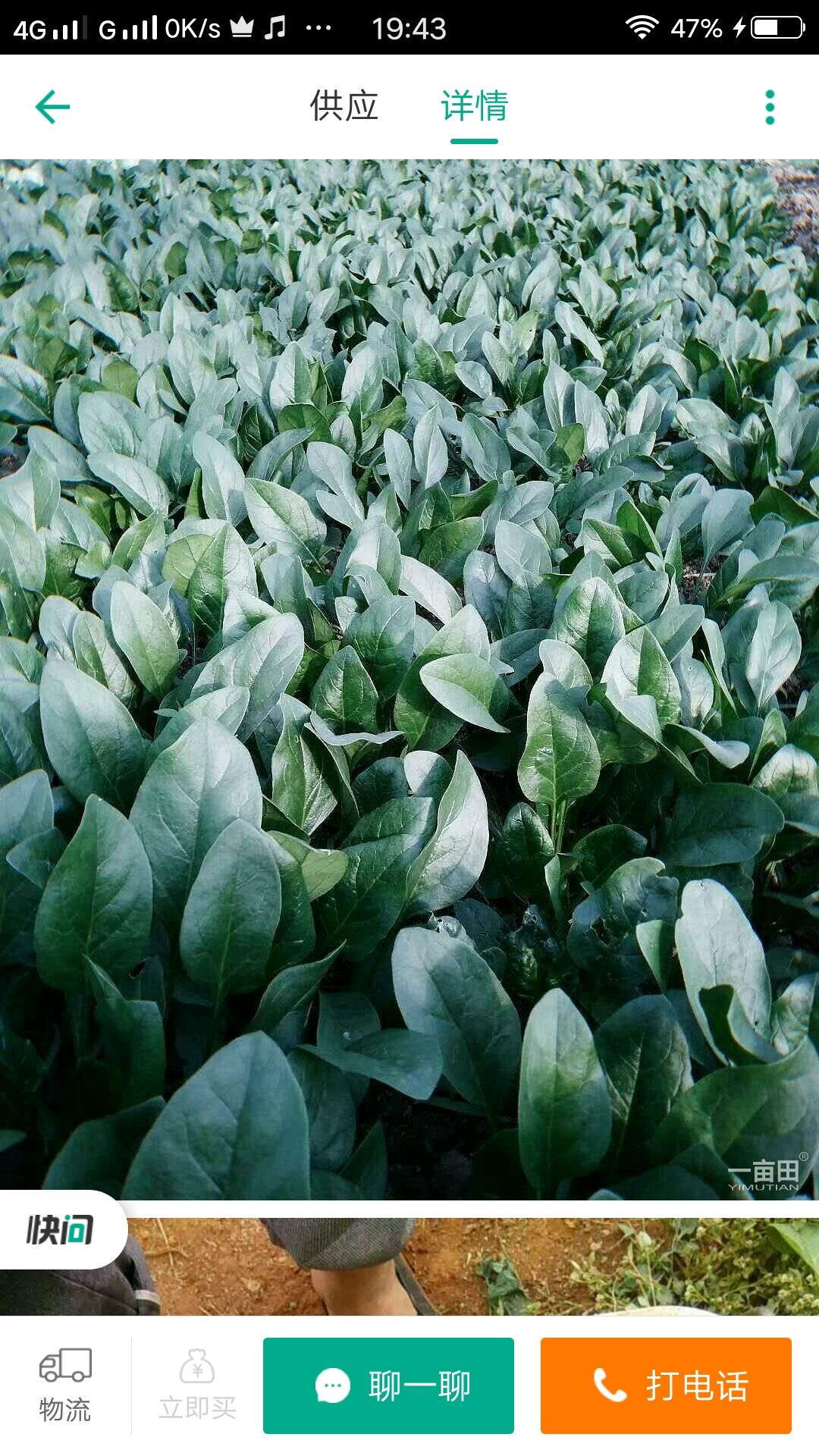  菠菜