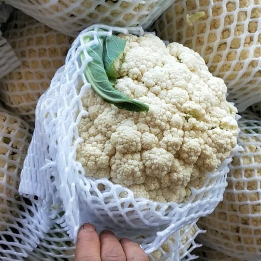 邯郸白花菜花 紧密 1~2斤