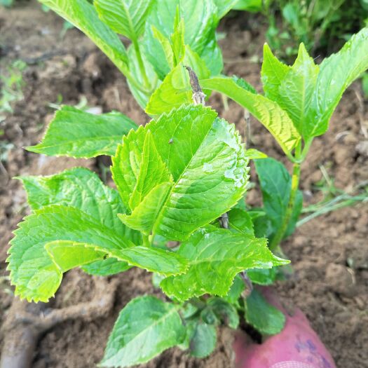 沭阳县 绣球八仙花品种多规格齐全开花漂亮，美丽可爱，美不胜收