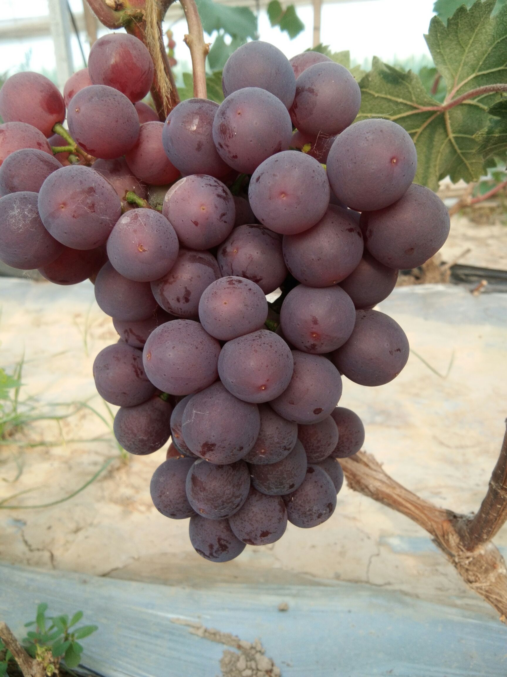 深红无核葡萄品种特性图片
