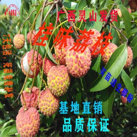 灵山县 桂味荔枝苗正品嫁接苗营养杯包邮