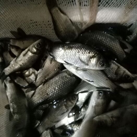 南充 鲫鱼苗