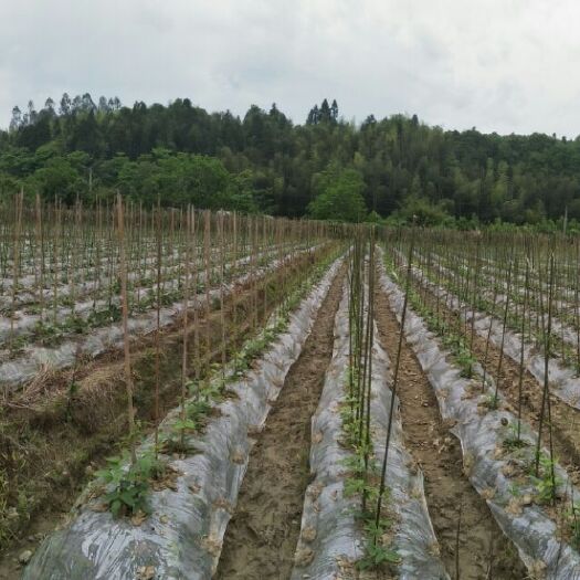 南平 生态长浪豆角即将上市，敬请关注时时动态。