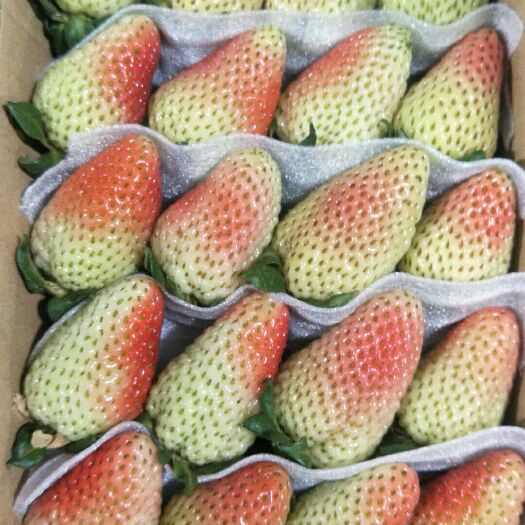 会泽县蒙特瑞草莓 30克以上