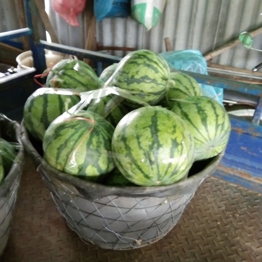 汝城县 大棚麒麟西瓜