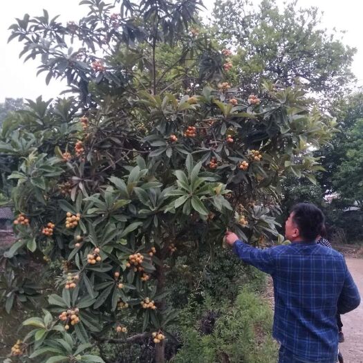 澧县大红袍枇杷苗 澧县枇杷又大又甜，肉多汁多！！买枇杷树就到常德澧县。