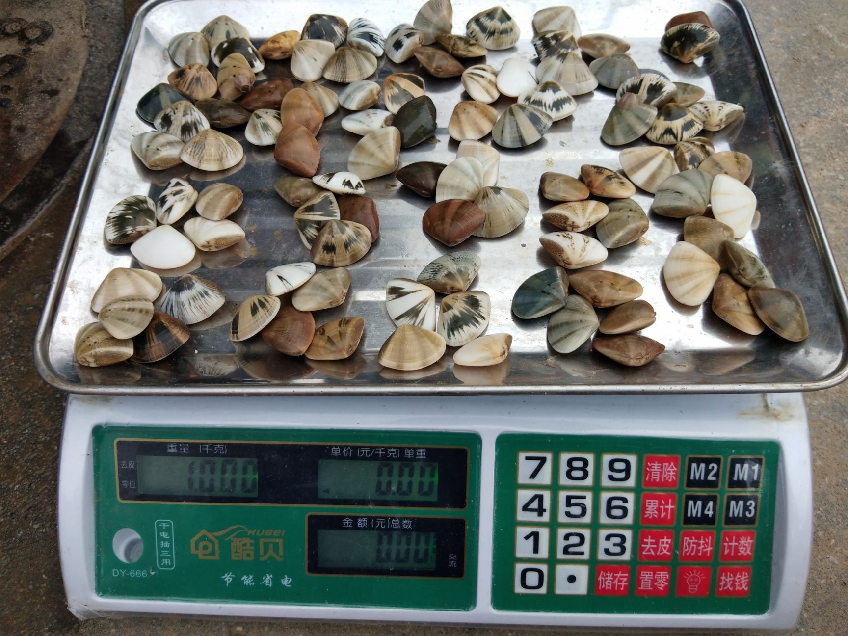 阳西县 七彩贝螺苗 录找收购商 有1斤95粒货源 有1斤63-67粒