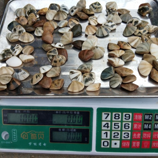 阳西县 七彩贝螺苗 录找收购商 有1斤95粒货源 有1斤63-67粒