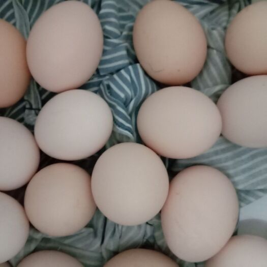 万年县土鸡蛋 食用 简包装
