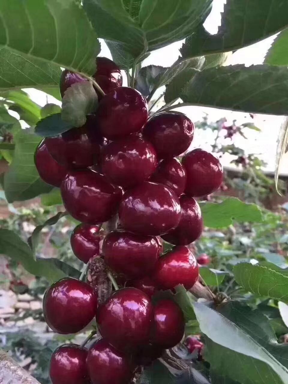 美早樱桃 24-26mm 8-12g