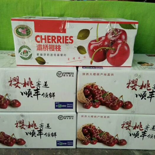 西安 白鹿原大樱桃