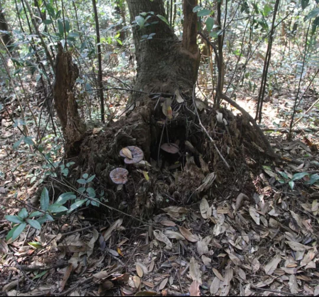  紫灵芝 黑灵芝 货不多 只接受50公斤以下订单 发整株