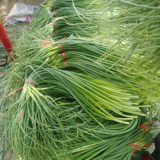 兰陵县苍山蒜薹 大量上市