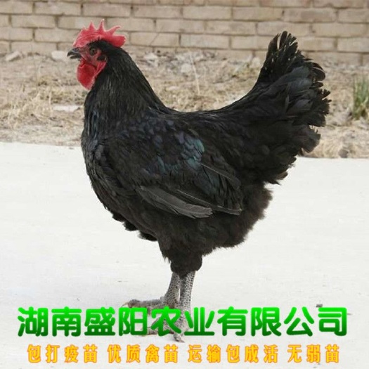 衡阳黑鸡苗  快大黑肉鸡苗快速型肉鸡苗黑五鸡苗出栏快长速快肉鸡苗