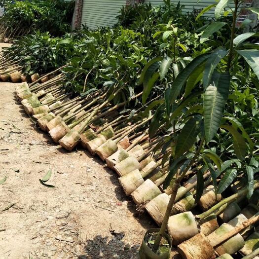 灵山县金煌芒果苗 三公分大苗，70块钱一棵，全国包邮