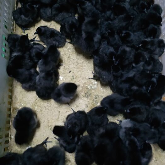 广州绿壳鸡苗 本产家都是一手货源，发货前送2只，质量保证，出壳打好疫苗