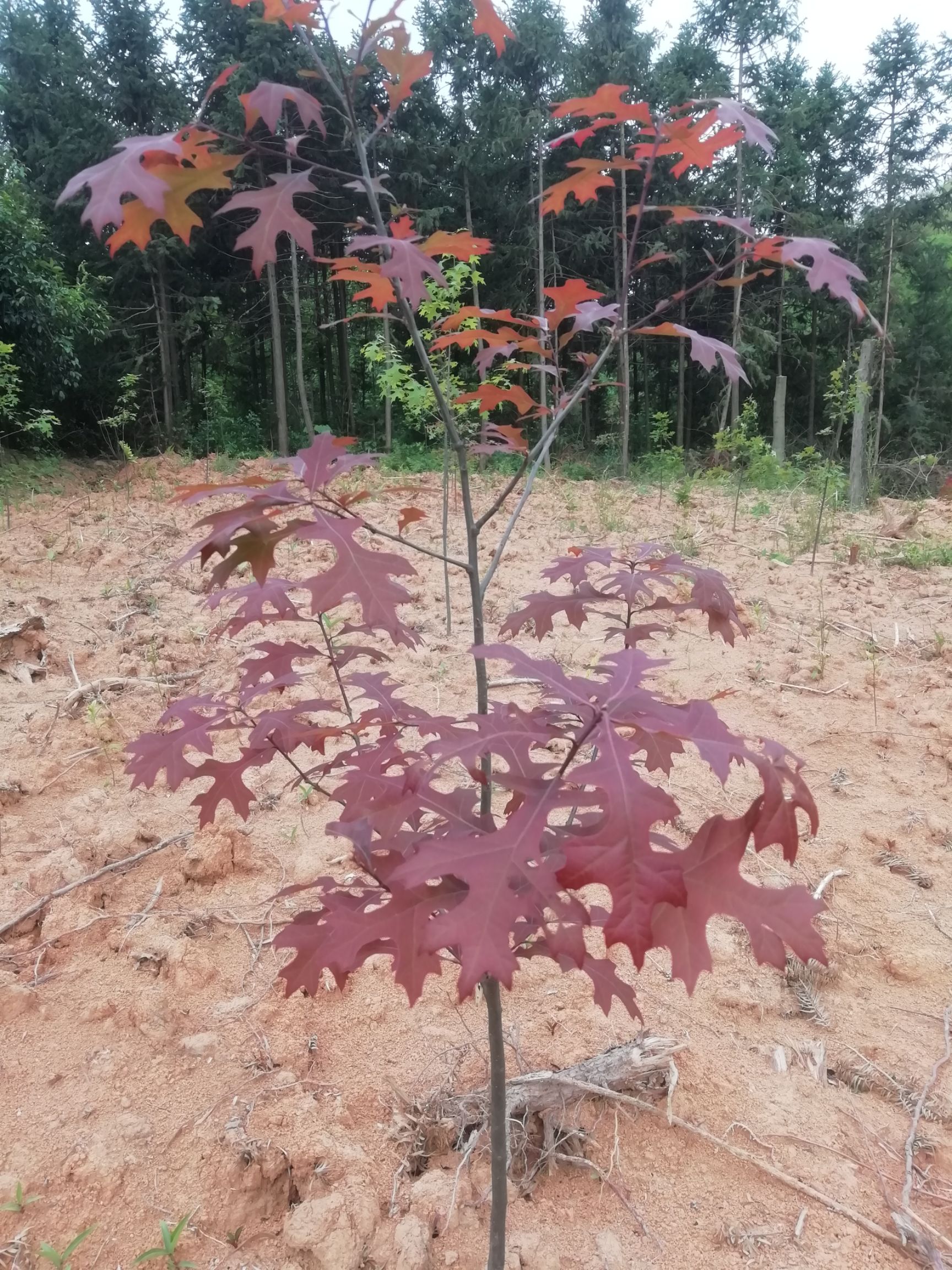 娜塔栎  大量供应小苗：自家苗圃质量可靠！存活率高