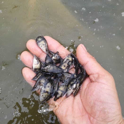  鳜鱼苗