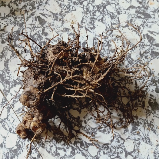 黄平县 天然黄精鸡头精