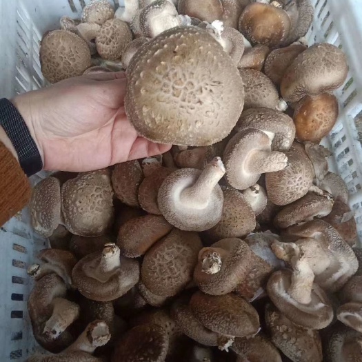 平顺县 天然农户大棚种植香菇