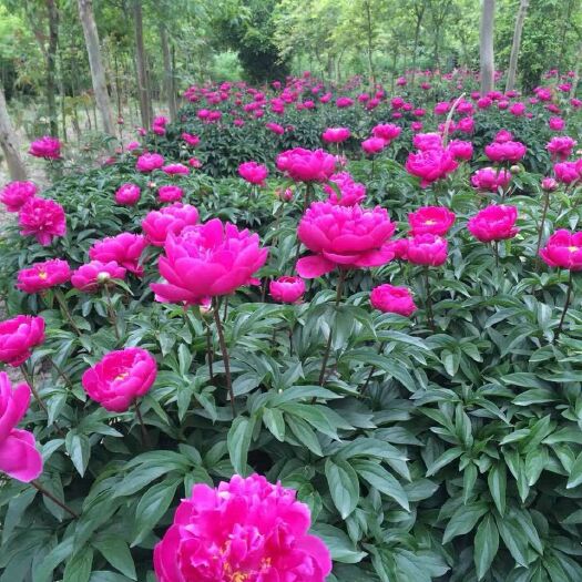  芍药