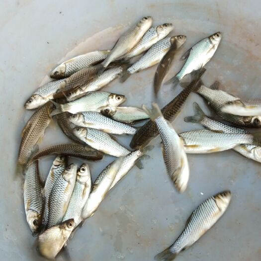 渠县池塘鳊鱼 简单易养生长周期快，很受市场欢迎。