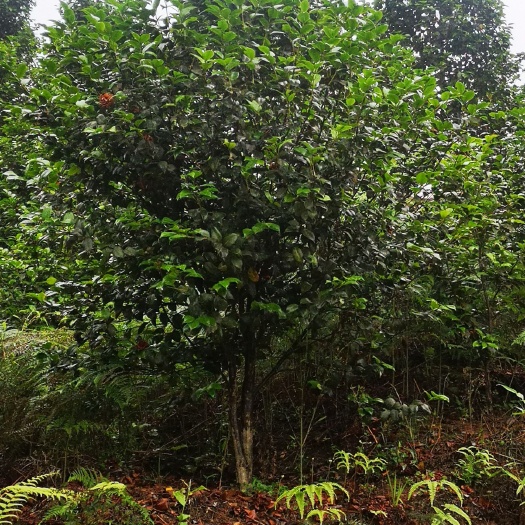 高县 大量茶花供应