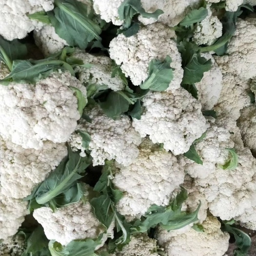 徐州白花菜花  上货块，质量好，价格低