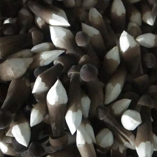 枣庄鸡枞菇 各级黑鸡枞
