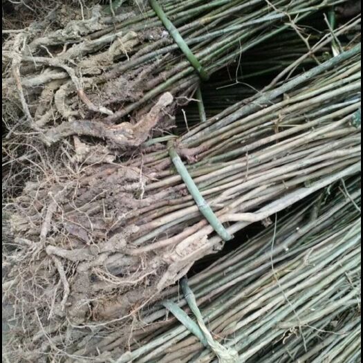 长阳县 木瓜之都 榔坪皱皮木瓜苗，木瓜花节