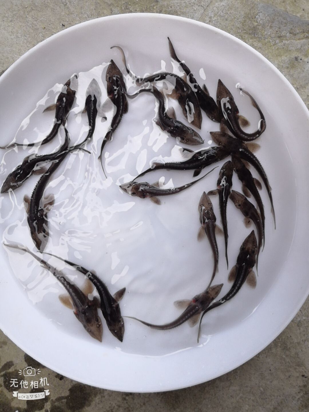 中華鱘魚苗