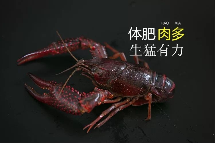 建湖县 每天出货，供应小龙虾