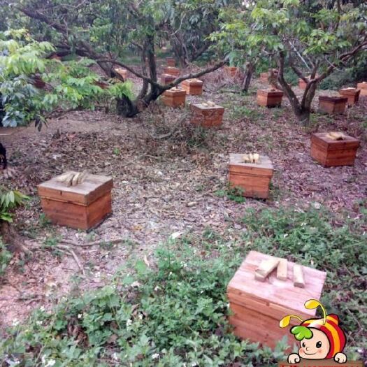 北流市中华蜜蜂 出售中华土蜂蜜