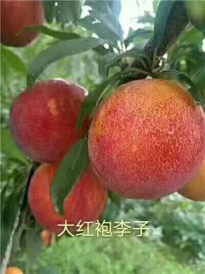 金堂县大红袍李子苗  李子中的巨无霸