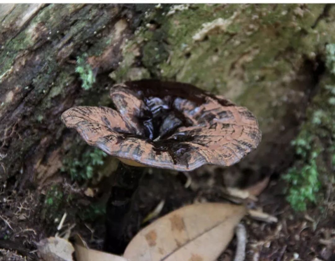  紫灵芝 黑灵芝 货不多 只接受50公斤以下订单 发整株