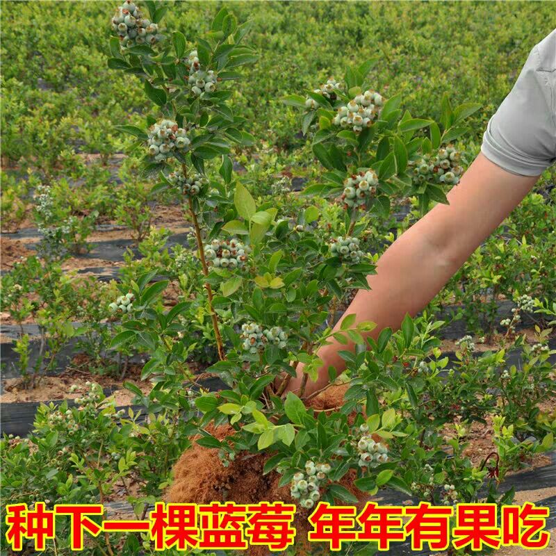  果树果苗 蓝莓 盆栽苗果树苗 庭院阳台可食用果苗盆栽蓝莓苗