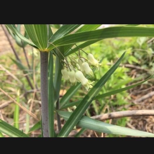 龙山县 黄精