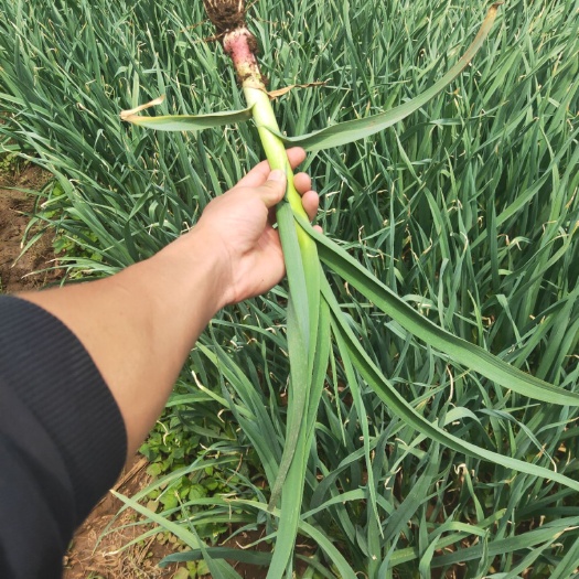大理市红根蒜苗 50 - 60cm