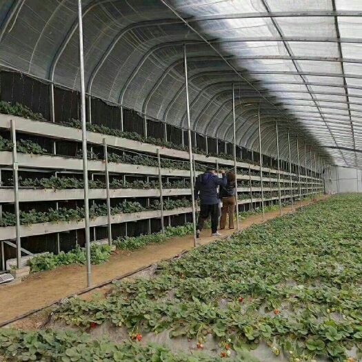 天津椭圆管骨架 大棚骨架