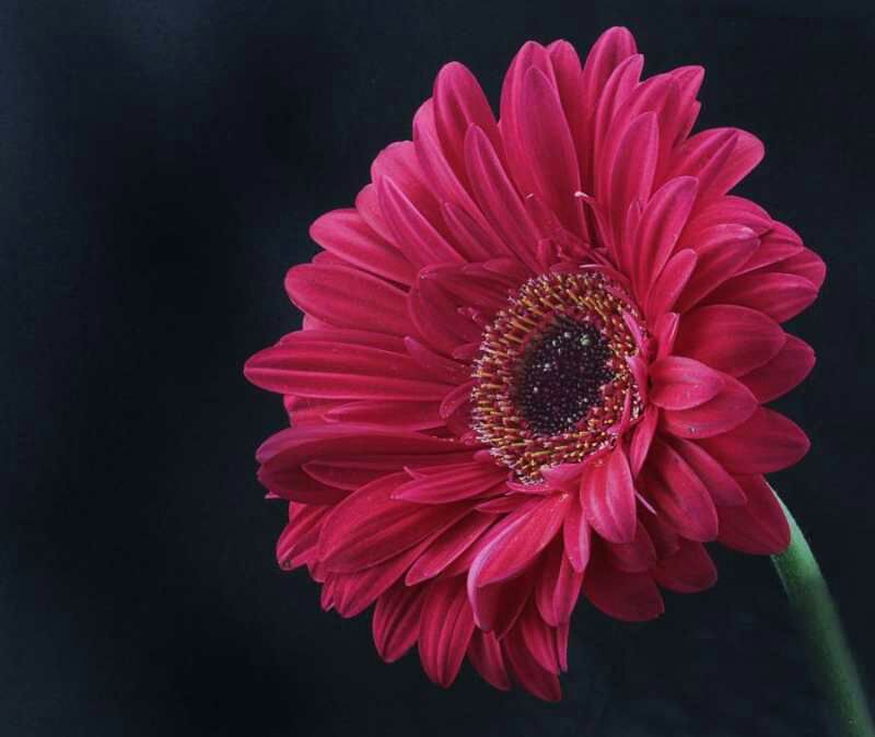 非洲菊苗 非洲菊种苗 扶郎花苗 质量保证低价批发