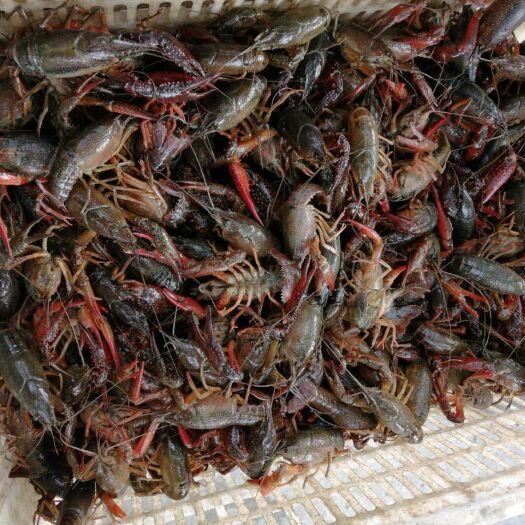 荆门青红虾 4-6钱 人工养殖
