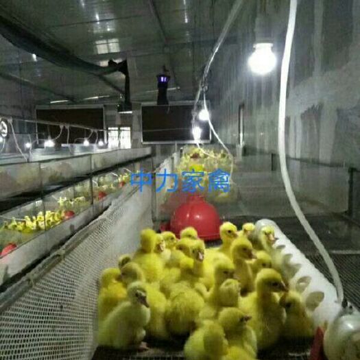 广汉市白鹅苗 杂交白鹅苗 按需鉴别公母供应